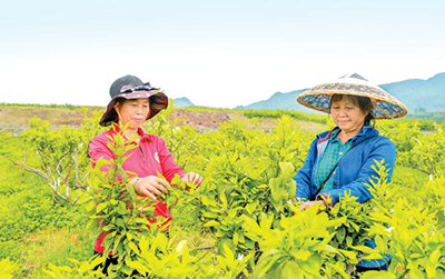 龙潭镇龙潭村通过招商引资,创办服装产品加工厂,帮助村民实现家门口